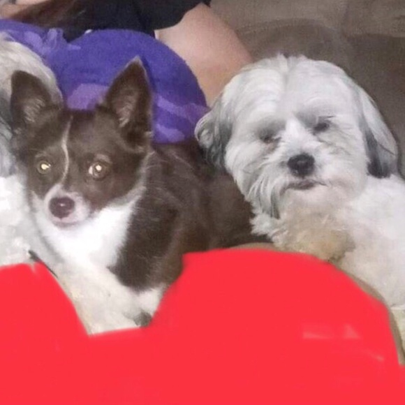 Meet your Posher, Terri - Picture 3 of 10